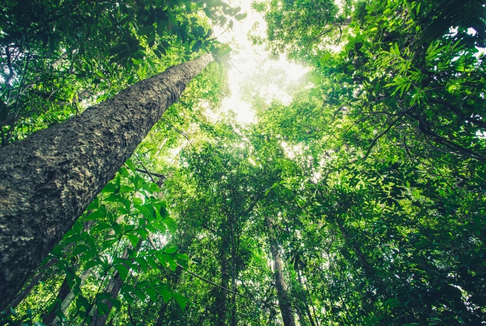 木育ツーリズムと木のおもちゃ